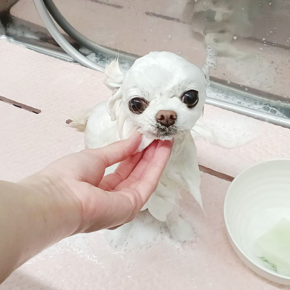 ˎs̃g~OTCalineɃg~OVv[ɗX邿łB